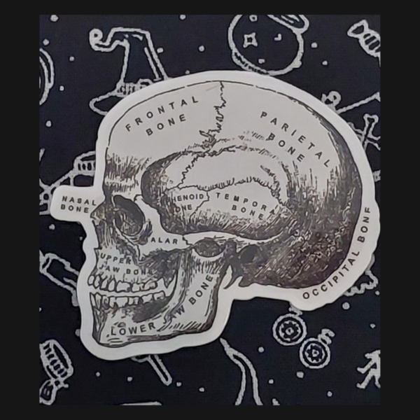 Anatomical Skull Sticker